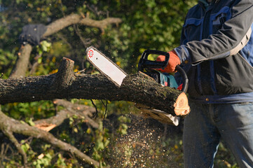 A chainsaw in the hands of a man sawing a tree.