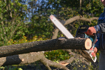 A chainsaw in close-up saws a tree. sawdust flies apart.
