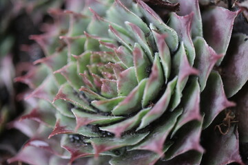 rojnik Monika Sempervivum