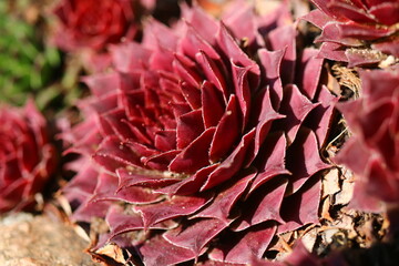 rojnik Monika Sempervivum