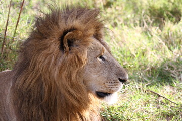 Portrait of a male lion with huge mane looking sideways
