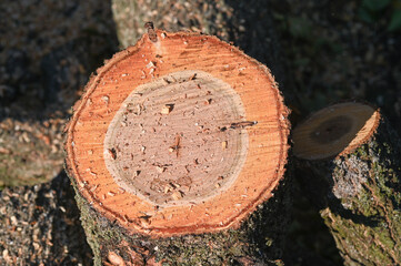 a cut tree stump. view from above.
