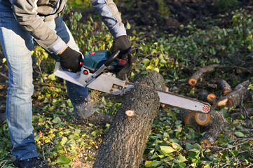 Chainsaw cutting wood. A man cutting a tree with a chainsaw, sawdust flying to the sides.