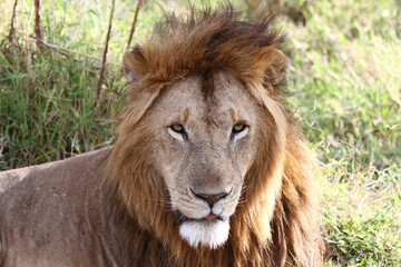 Portrait of a male lion with huge mane looking into camera
