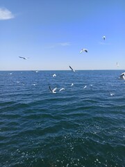 seagulls on the sea