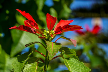 Euphorbia pulcherrima, inicio de floración , conocida comúnmente como flor de pascua, flor de Nochebuena, flor de Navidad, Cuetlaxochitl, pascuero, estrella federal, pastora o poinsetia,.