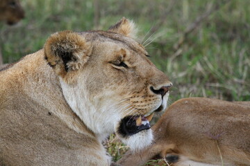 Portrait of a lioness resting on green grass with her mouth open and eyes closed