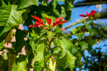 Euphorbia pulcherrima, inicio de floración , conocida comúnmente como flor de pascua, flor de Nochebuena, flor de Navidad, Cuetlaxochitl, pascuero, estrella federal, pastora o poinsetia,.