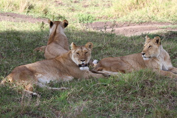 Fototapeta premium Three lionesses resting on green grass