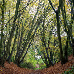 Devil's Dyke, Wheathampstead Hertfordshire, photographed in autumn. The pathway through the trees is an ancient earthworks.