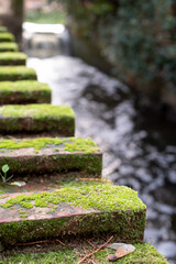 Moss covered bricks run alongside the water at Mill Walk, Mill Quay, Wheathampstead, Hertfordshire UK.