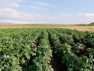 Fototapeta na wymiar Potato field in Samtskhe-Javakheti National Park, Georgia.