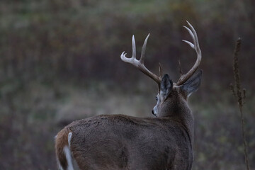 deer stag