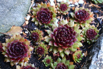 rojnik Sempervivum 'Dr. Fritz Köhlein'