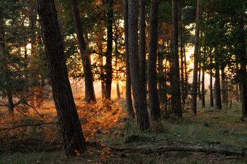 The sun shining trough the trees at nature reserve and former defense work "Heumense Schans" in the town of Molenhoek, Limburg, the Netherlands. 