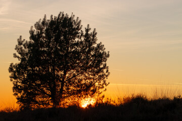 A tree on the heath by sunset on forestarea 'Mookerheide' in the Province of Limburg, the Netherlands.