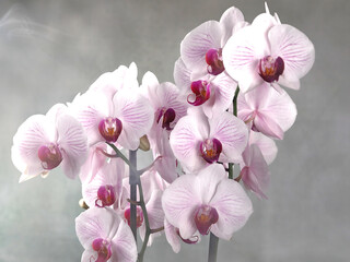 Herrliche Blütenrispen einer rot-weißen Orchidee vor vernebeltem grauen Hintergrund