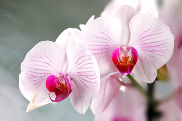 Fototapeta na wymiar Detailaufnahme einer prächtigen rot-weißen Orchidee