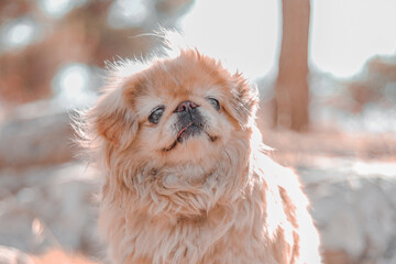 Cute and funny pekingese dog in park. Pretty dog in garden around sunlight
