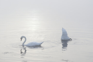 Swan paddling in lake and early morning mist