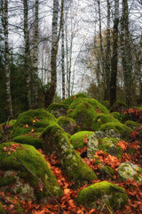picturesque pile of large old stones overgrown with green moss with orange fallen leaves and bare trunks of birches above them. vibrant autumn colors. vertical landscape