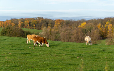 cows grazing in a field