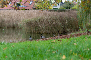 ducks in the lake