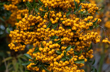 orange rowanberry branch during autumn