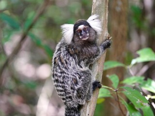 Santarem marmoset (Mico humeralifer) Location: Ceará Fortaleza National Park, Brazil.