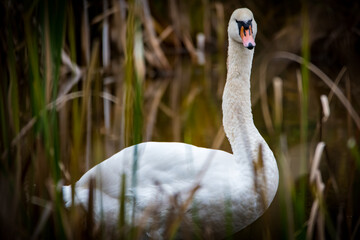 swan on the lake