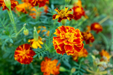Orange marigold flowers, top view. Tagetes bush, close-up. Background from bright french marigolds for publication, poster, calendar, post, screensaver, banner, cover, website. High quality photo
