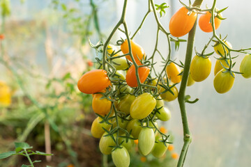 Ripening young tomatoes on the branches, close-up. Horizontal composition with tomato bush and tomatoes for publication, poster, screensaver, wallpaper, card, banner, cover, post. High quality photo