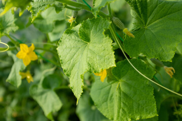Cucumber plants with yellow flowers and green leaves of vegetable grow in greenhouse, close-up. Horizontal composition with cucumber bush for publication, poster, screensaver, wallpaper, cover, post