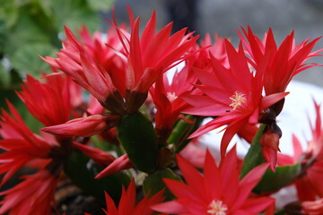flowers, white, red, pink,