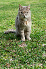 Gatto su prato verde