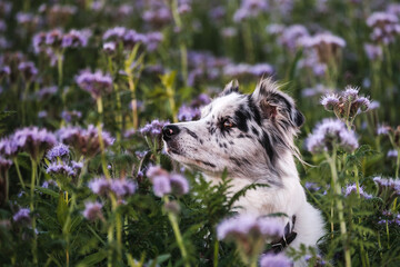 Cute blue merle border collie dog in a field of flowers - obrazy, fototapety, plakaty