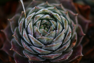 rojnik Belladonna Sempervivum