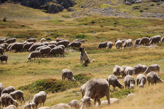 YPOAlpes22032