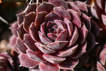 rojnik Belladonna Sempervivum