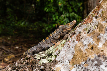 Green iguana basking on a tree in Costa Rica