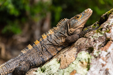 Green iguana basking on a tree in Costa Rica