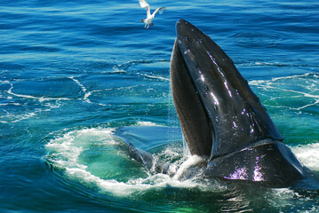 A Humpback Whale surfaces in the ocean with its mouth wide open to feed on the smaller fishes in the sea © kirkikis