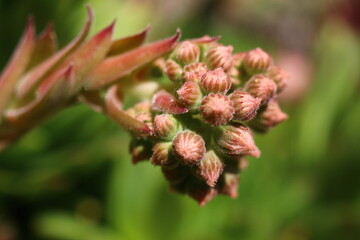 rojnik Sempervivum 'Belladonna'