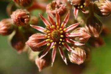 rojnik Sempervivum 'Belladonna'