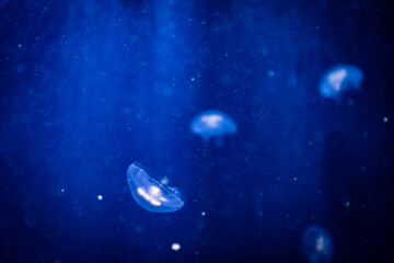 Transparent jelly fish medusa on a blue dark Sea background