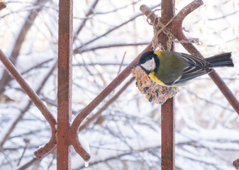 Eurasian blue tit (Parus caeruleus) and great tit (Parus major) on a snowy bird feeder