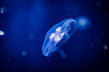 Naklejka na ściany i meble Transparent jelly fish medusa on a blue dark Sea background