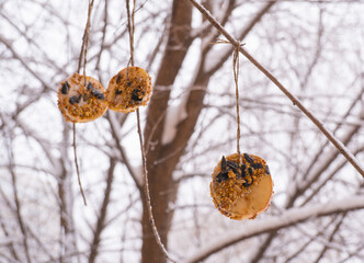 Homemade bird feeder in winter from seeds on apples and pumpkins.