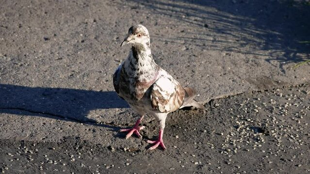 Domestic pigeon (Columba livia domestica) on a sidewalk