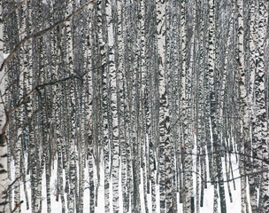 Fototapeta premium White birches in the winter forest, birch texture background.